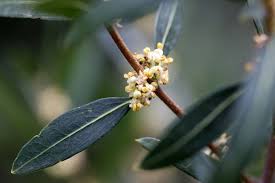 Image result for Olea chimanimani