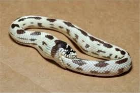 Maintenant le serpent se mort la queue depuis des années! Le Serpent Monetaire Se Mord La Queue