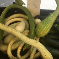Read more about zucchetta on our blog. Cucuzza Squash Information And Facts