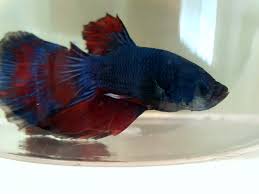 2 observing the color pattern of a betta fish. New Delta Tail Betta Male Album On Imgur