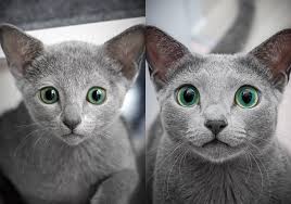 Same cat, 2 years apart : r/aww