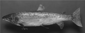 Copper john's resort lakeview, arkansas. The History Of The Atlantic Salmon In Lake Ontario