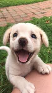 Uutiset Funny Animals Cute Dogs Cute Puppies