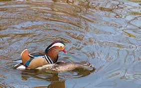 What's the deal with mandarin seemingly suggesting that the animals the descriptor applies to are incredibly. Mandarin Duck Wikipedia