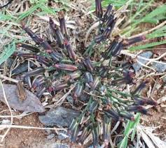 Image result for Launaea rarifolia