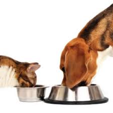 We did not find results for: Purchase Lifes Abundance Pet Foods Right Here
