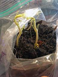 How To Germinate Peach Pits And Why You Should The Grow Network Growing Fruit Trees Peach Pit Growing Vegetables
