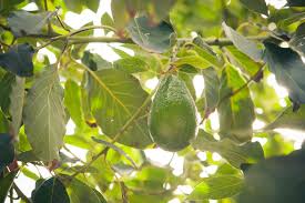 Some, like the plums (narrabeen, satsuma, green many garden experts will tell you that you can't transplant australian native species or many trees. Planting Fruit And Citrus Trees Tips And Tricks Love The Garden