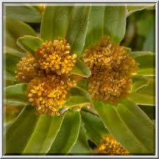 Image result for Flaveria trinervia