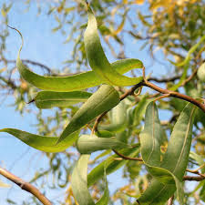 The royal horticultural society lists salix alba 'tristis' as being misapplied as well as ambiguous. Gardify
