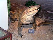 Possessing wide bodies, erect hindlimbs and a pillar. Aetosaur Wikipedia