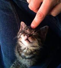 Kittens For Sale Craigslist So Kittens For Adoption Gainesville Fl During Cutest Adopti Kitten Adoption Cute Baby Animals Cute Kittens For Sale