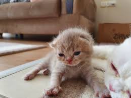 yavru scottish fold scottish fold kedi