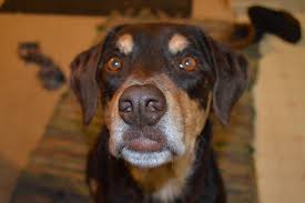 Black And Tan Lab Mix Puppy Lexi Doberman Lab Mix Brown And Tan Dog Doberman Dogs Doggy