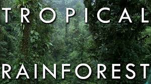 Tropical Rainforest Secrets Of World Climate Episode 1 Tropical Rainforest Climate Tropical Rainforest Tropical Africa
