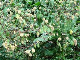 Image result for Cyathula natalensis