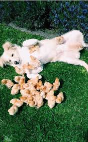 Guardate questa bellissima immagine di cuccioli che dormono con un neonato, uno splendido momento di tenerezza! Rose Cuccioli Di Cani Cuccioli Di Animale Animale Domestico