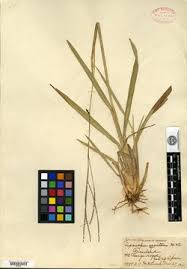 Image result for Axonopus flexuosus