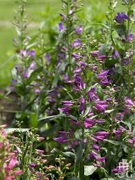 Provide a balanced flower fertilizer every color varieties: Deer Busters The Top Deer Resistant Garden Plants For The Mountain West High Plains Better Homes Gardens