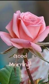 Good Morning Hd Rose True love doesnt just fill your heart. good morning hd rose