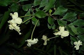 Image result for Brunfelsia americana