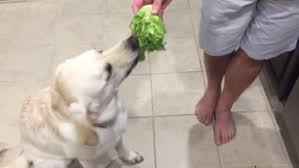 Doggo Reaction To Lettuce In 2020 Cute Animals Cute Funny Animals Cute Baby Animals