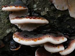 Image result for Ischnoderma resinosum