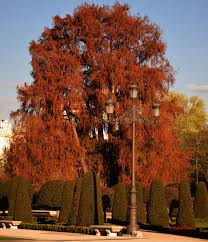 Es en méxico, esta especie se conoce como el ahuehuete, que en la lengua náhuatl significa viejo del agua, ya. Madridlaciudad El Ahuehuete Del Parterre De El Retiro