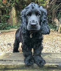Pin On Spaniels