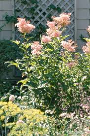 Push it over the trouble spots to turn up the soil. Best Flowers For Wet Soggy Soil Better Homes Gardens