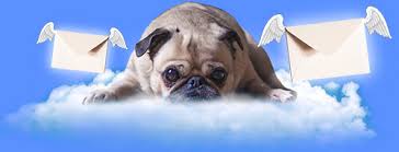 My dog is a 7 year old lab. Dog Lymphoma When To Euthanize Dog Leash Pro