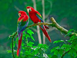Check spelling or type a new query. Mobile Phone Wallpapers Love Birds Wallpaper Cave