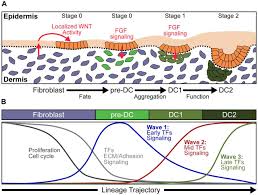 + forms a strong gel cast that protects and holds curls while it is drying. Fate Before Function Specification Of The Hair Follicle Niche Occurs Prior To Its Formation And Is Progenitor Dependent Biorxiv