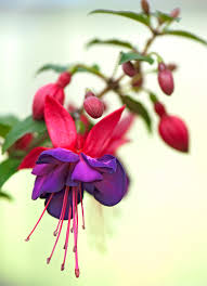 The color pink oozes cheer, affection in this list, we've included over 26 different types of flowers to help you find your favorite pink bloom and inspire your next floral. Best Pink Flowers For Your Garden Better Homes Gardens