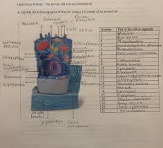 Use the links below to obtain more detailed information about the various components that are found in. Answered Laboratory Activity The Animal Cell Bartleby
