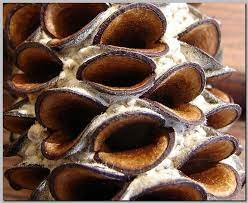 Banksia Seed Capsule Close Up Seed Pods Seed Capsule Seeds
