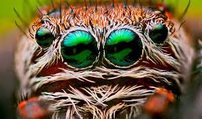 Vinegar is acetic acid, which can kill bacteria and viruses. What Kills Spiders Vinegar Bleach Hairspray