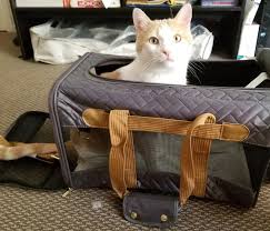 Carrier is designed for pets lying down, pet may not be able to stand. Sherpa Original Deluxe Charcoal And Camel Pet Carrier Large Petco