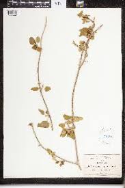 Image result for Marsdenia cynanchoides