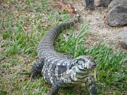 Salvator (lizard) - Wikipedia
