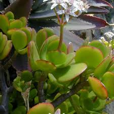 Image result for Crassula zombensis