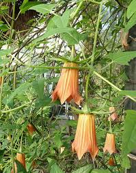 Image result for Canarina