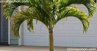 Ini Dia 6 Ciri Ciri Pohon Palem Yang Wajib Diketahui Ciriciripohon Com