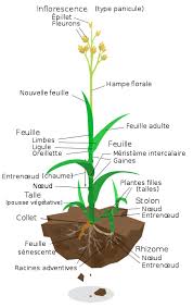 Elle aide à résoudre les problèmes de pellicules et réduit la production de sébum. Poaceae Wikipedia