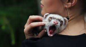 Poland bans fur farming by 2033, incentivises early closure