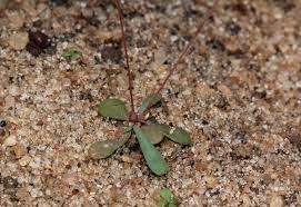 Image result for Hypertelis