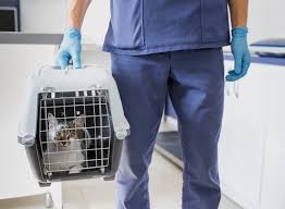 Kedi Ve Kopeklerde Mantar Tedavisi