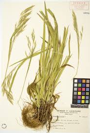 Maybe you would like to learn more about one of these? Brome Cilie Herbier Du Quebec