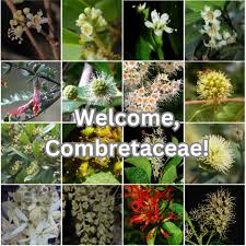 Image result for Combretaceae