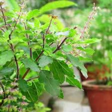 We did not find results for: Ocimum Tenuiflorum Tulsi Plant Holy Basil 20 30 Cm Green Souq Uae
